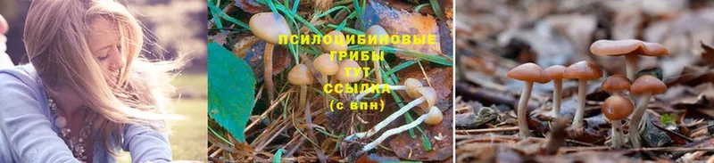 что такое   Тавда  Псилоцибиновые грибы Magic Shrooms 