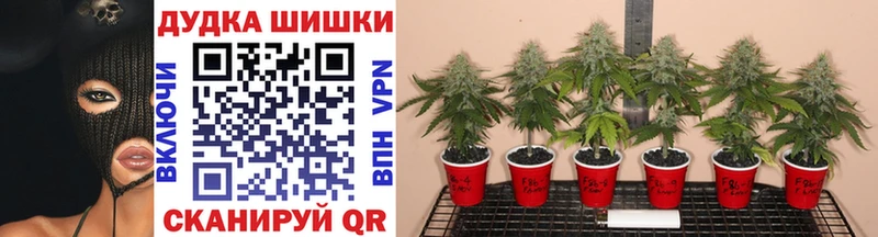 Шишки марихуана OG Kush  Тавда 